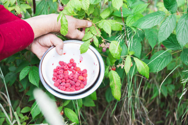Woman's hands picking raspberries. Vegan. Healthy food. Copy space Woman's hands picking raspberries. Vegan. Healthy food. Copy space Raspberry Grow, Nutrition Facts Uses And More Information stock pictures, royalty-free photos & images