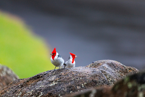 Two Red Crested Cardinal birds perched next to each other on Hawaiian rock in Kokee State Park