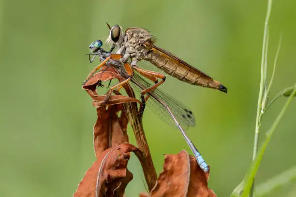 Australian Robber Fly or Assassin Fly feeding on Blue Damselfly