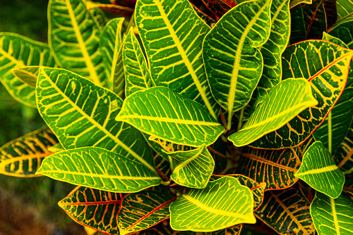 Full frame of tropical plant