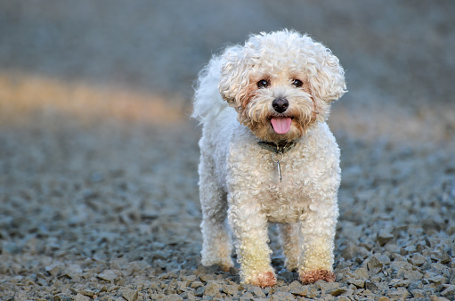 A small Bichon Frise dog with curly white hair isolated against a blurred background