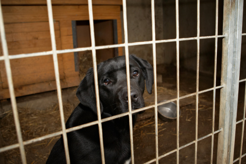 Cute three little Labrador Retriever puppies in cage