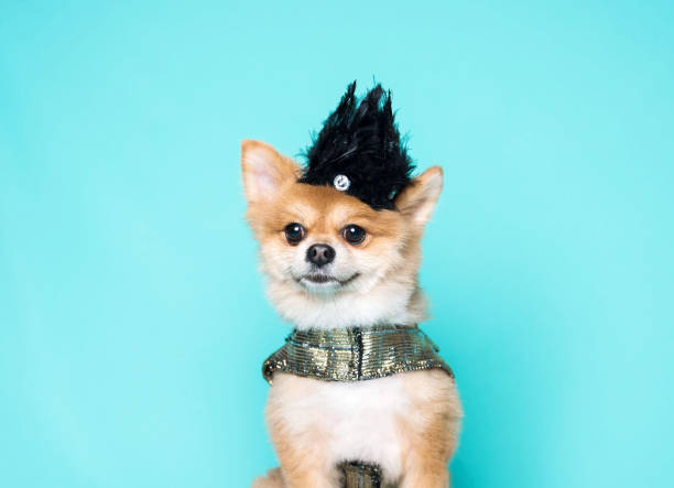 istock One chichuahua dog wearing a costume 1363890817