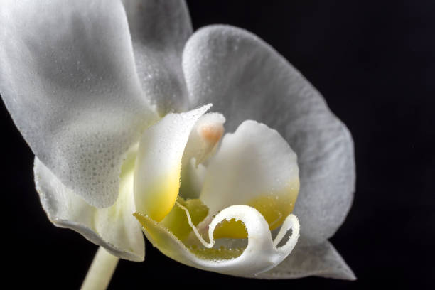 istock Close Up of Moth Orchid Bloom 1363891487