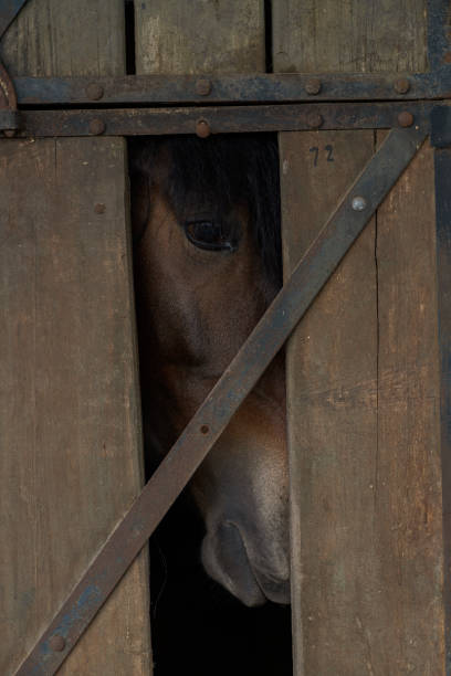istock Horse tied up while waiting to be ridden 1363891756