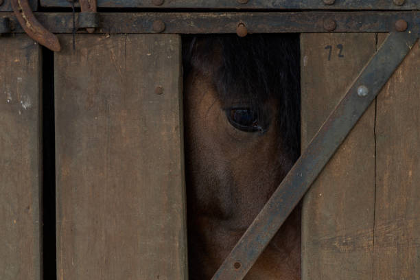 istock Horse tied up while waiting to be ridden 1363891796
