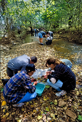 Springfield, Missouri, USA September 29, 2006: College students examine the fauna and flora contents after seining an Ozarks creek bed. The group is part of a river and stream ecology class.