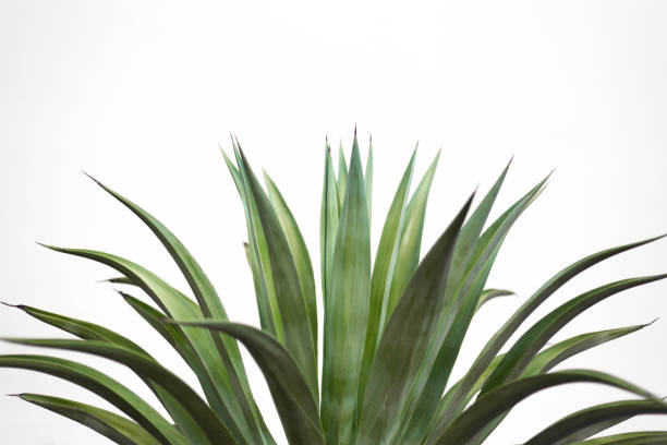 An aloe vera plant against a white background. Copy space available.