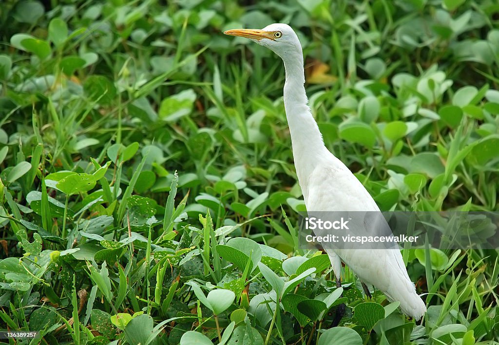 White Egret White egret is looking for frogs and insects in Sri lanka Animal Stock Photo