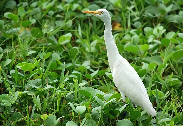 White egret is looking for frogs and insects in Sri lanka