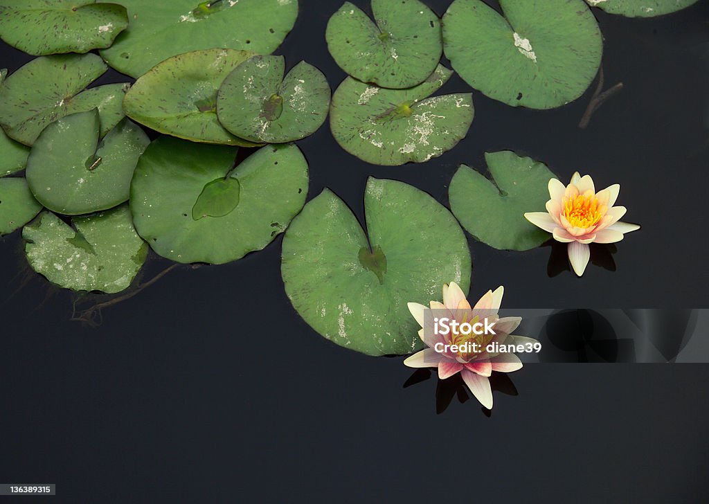 waterlilies - スイレンのロイヤリティフリーストックフォト