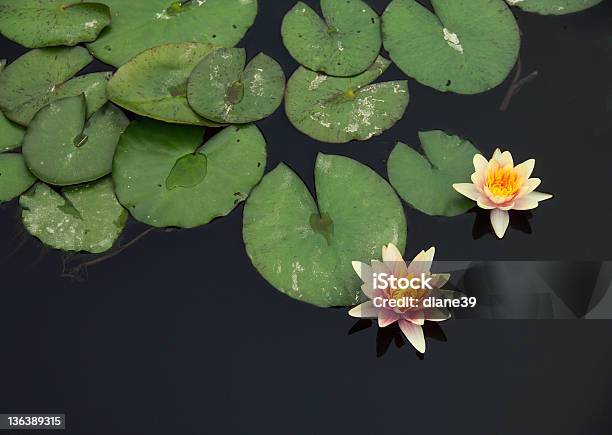 Waterlilies 0명에 대한 스톡 사진 및 기타 이미지 - 0명, 고요한 장면, 기수-물