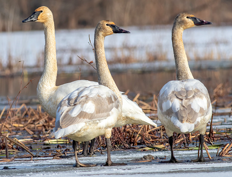 Tundra Swans standing on ice in northern ohio.