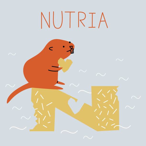 Vector flat illustration for children's alphabet. The letter N and a nutria in the background. Vector flat illustration for children's alphabet. The letter N and a nutria in the background. nutria rodent animal alphabet stock illustrations
