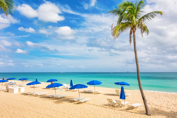 Beach in Fort Lauderdale Florida USA with palm tree and loungers.