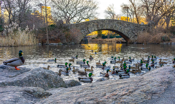 istock Gapstow Bridge in Central Park snow storm 1363896484