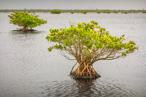 Mangrove Trees at Cape Canaveral Florida USA