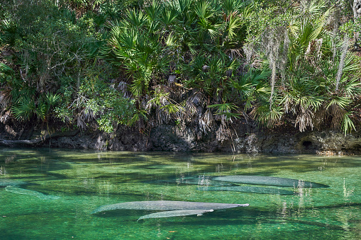 The beautiful Blue Spring State Park is a state park located west of Orange City, Florida, outside of Orlando, in the United States. The park is home to hundreds of manatees each winter when the ocean and other rivers are too cold for these gentle giants.