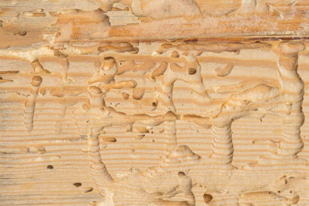 An abstract wooden pattern with visible tunnels made by bark beetle or borer