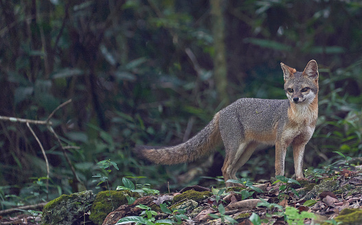 Wild gray fox in the Mountain Pine Ridge Forest Reserve in the Caribbean Nation of Belize