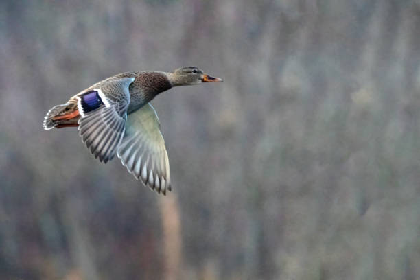 istock male mallard flying over a lake 1363900735