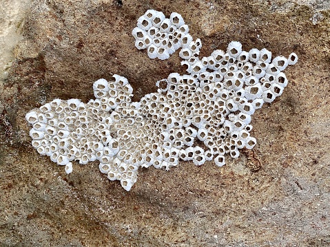 Horizontal seascape close up of tiny white coastal sea shell barnacles on weather eroded backside rock Australia