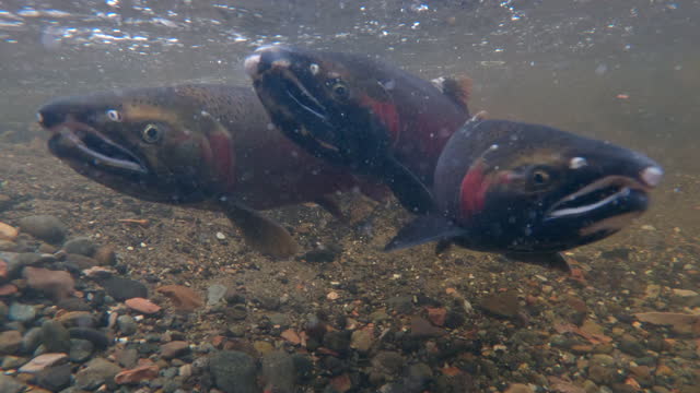 Group of coho salmon swimming in a shallow stream during spawning season