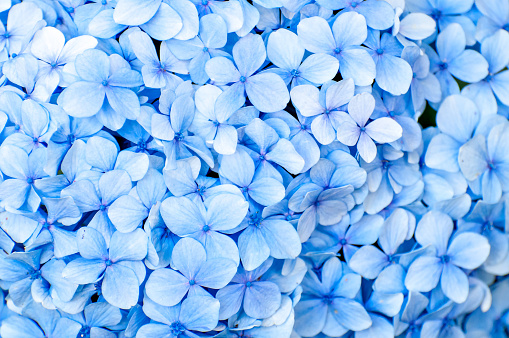 blue hydrangea flower texture background.