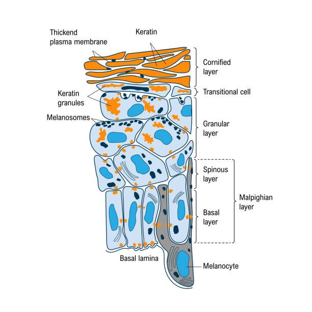 анатомическое строение и функция кожи, медицинская иллюстрация - melanocyte stock illustrations