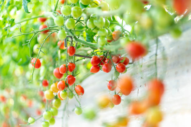 istock Tomato Petit Tomato Mini Tomato Fruit Tomato No Adults No Agricultural Vegetables 1363902832