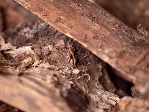 istock Craftsman Japanese professional wood processing Japan. 1363903611