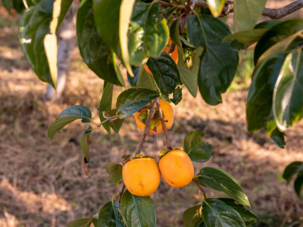 istock Persimmon tree. Persimmon farm in Japan countryside. 1363903728