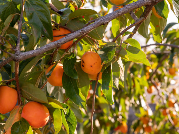istock Persimmon tree. Persimmon farm in Japan countryside. 1363903830