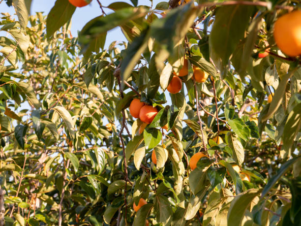 istock Persimmon tree. Persimmon farm in Japan countryside. 1363903876