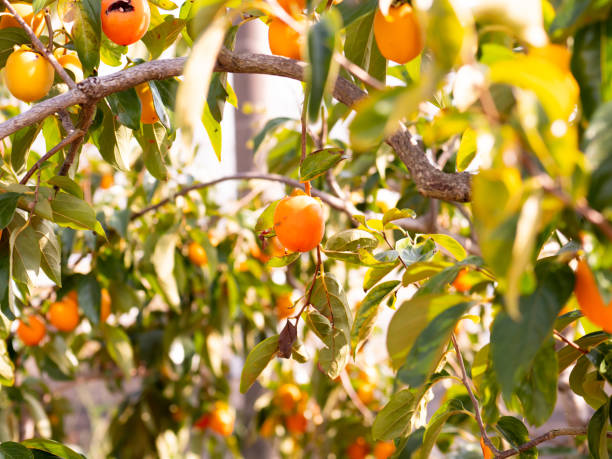 istock Persimmon tree. Persimmon farm in Japan countryside. 1363904006