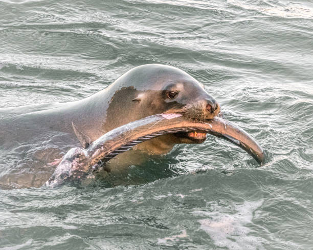 istock Sea Lion devouring fish in Otago Harbour 1363904740