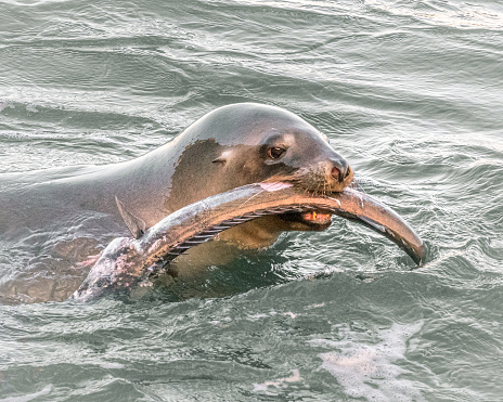 Sea Lion devouring fish in Otago Harbour