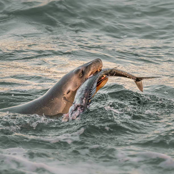 Sea Lion devouring fish in Otago Harbour