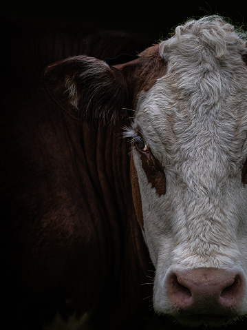 Low Key close up portrait of a cow