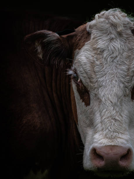 low key close-up retrato de uma vaca - bull eye - fotografias e filmes do acervo