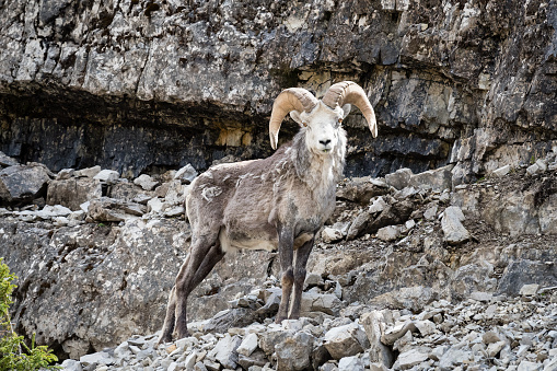Stone sheep or Stone's sheep, orvis dalli stonei, a subspecies of Thinhorn sheep. Primarily found in Northern British Columbia along the Alaska Highway.