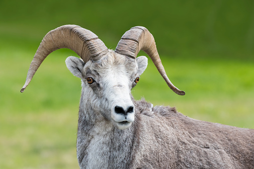 Stone sheep or Stone's sheep, orvis dalli stonei, a subspecies of Thinhorn sheep. Primarily found in Northern British Columbia along the Alaska Highway.