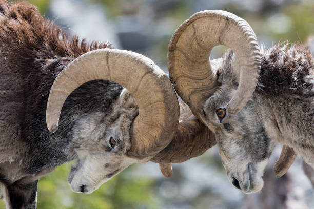 combat de moutons de pierre - bighorn sheep ram sheep horned photos et images de collection