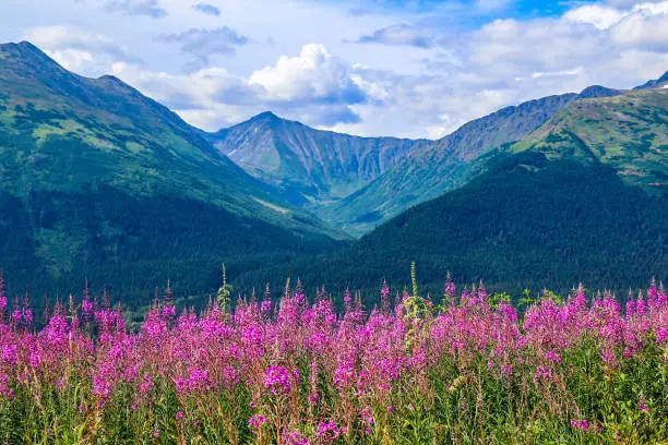 Photo of Fireweed in Anchorage, Alaska