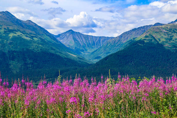 fireweed em anchorage, alasca - chugach mountains - fotografias e filmes do acervo