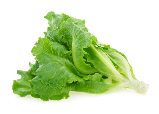 istock Butter head Lettuce isolated on white background 1363906673