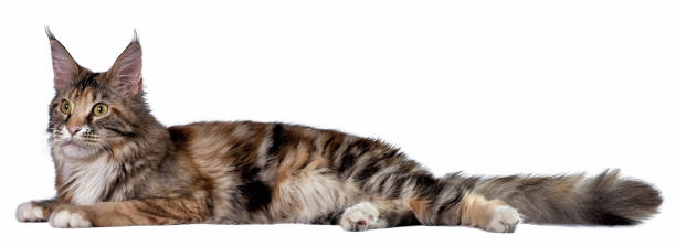 istock A big maine coon cat on white background. 1363908200