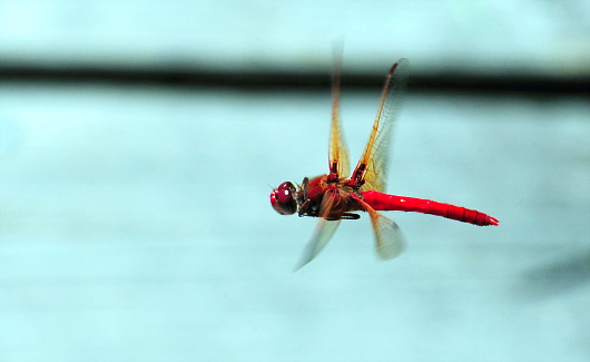 A red dragonfly in flight along Clear Creek in Bremerton, Washington.