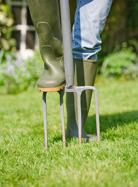Aerating lawn Woman gardener aerates garden lawn with a fork garden fork stock pictures, royalty-free photos & images