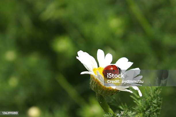 Coccinella Su Margherita - Fotografie stock e altre immagini di Ambientazione esterna - Ambientazione esterna, Ambientazione tranquilla, Ambiente